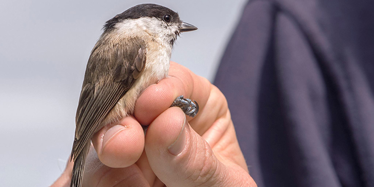 bird ringing