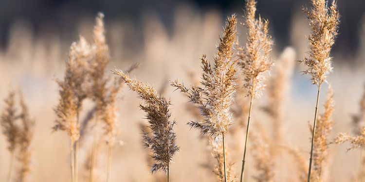 reeds in wind
