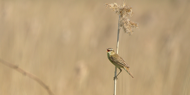sedge warbler