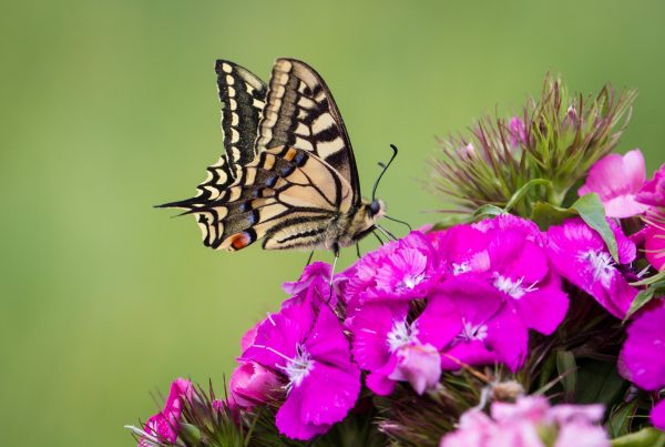 swallowtail on sweet william - paul beckett