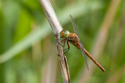 norfolk hawker phil corley