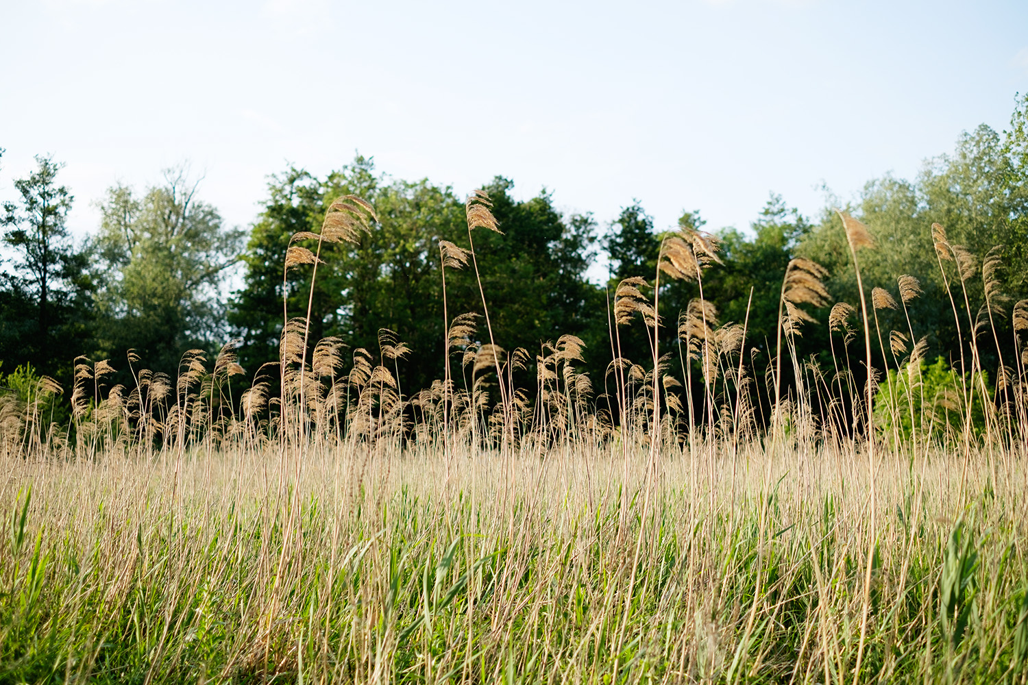 reeds