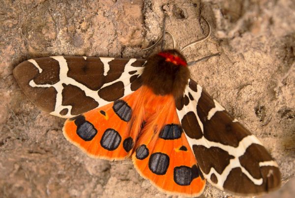 garden tiger moth by ann kerridge