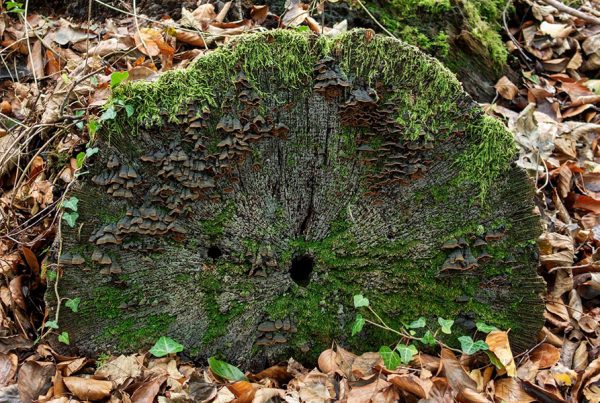 fungus by ann kerridge