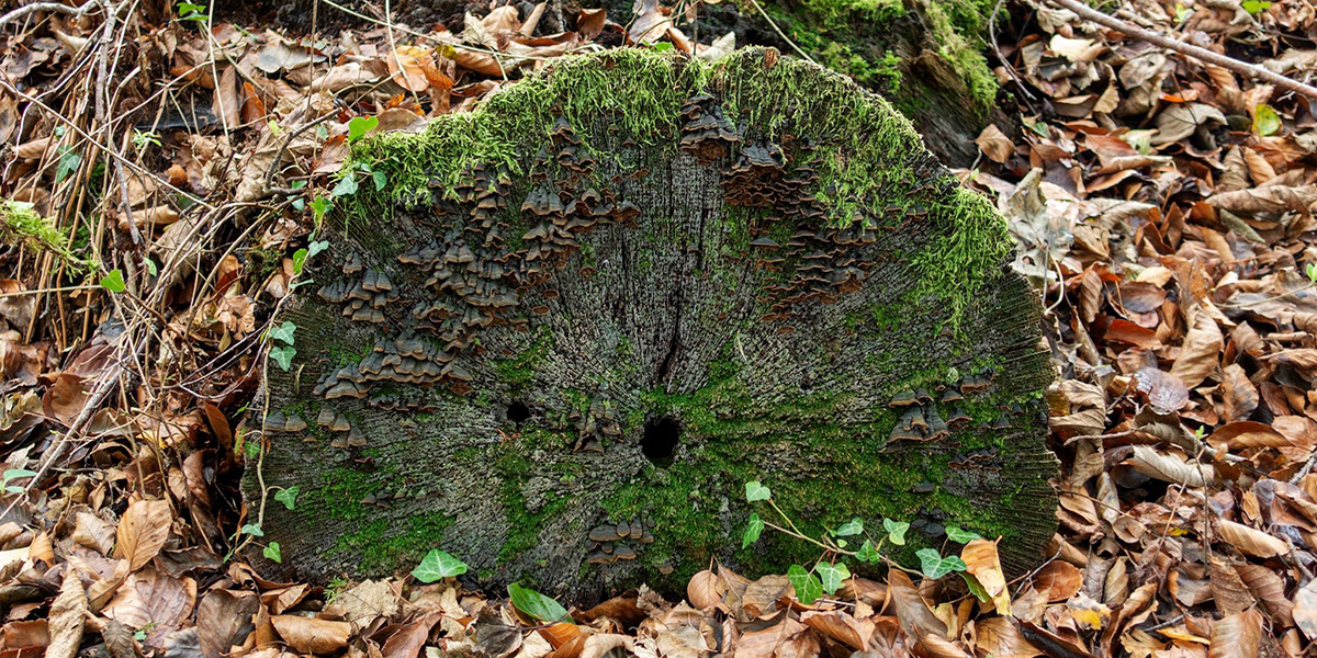 fungus by ann kerridge