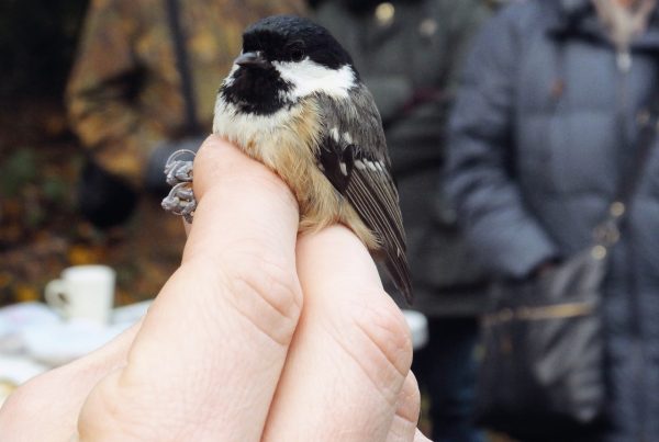 coal tit by Rodger Goodrick