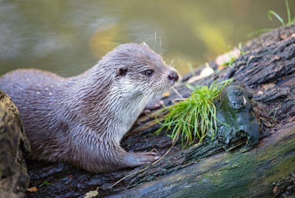 eurasian otter