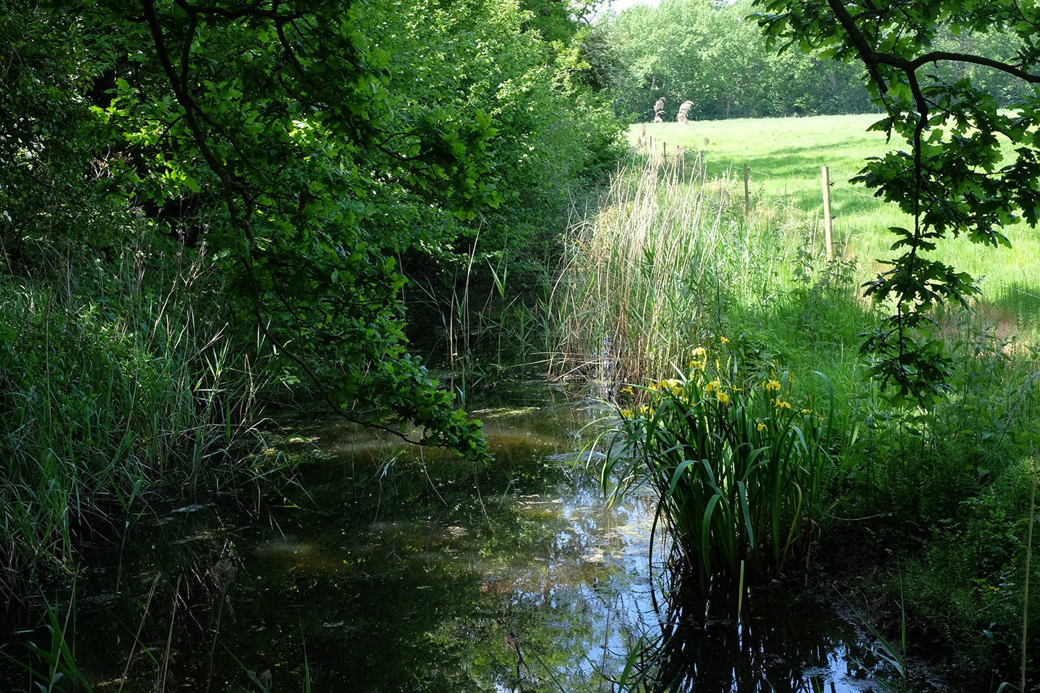 wheatfen dyke