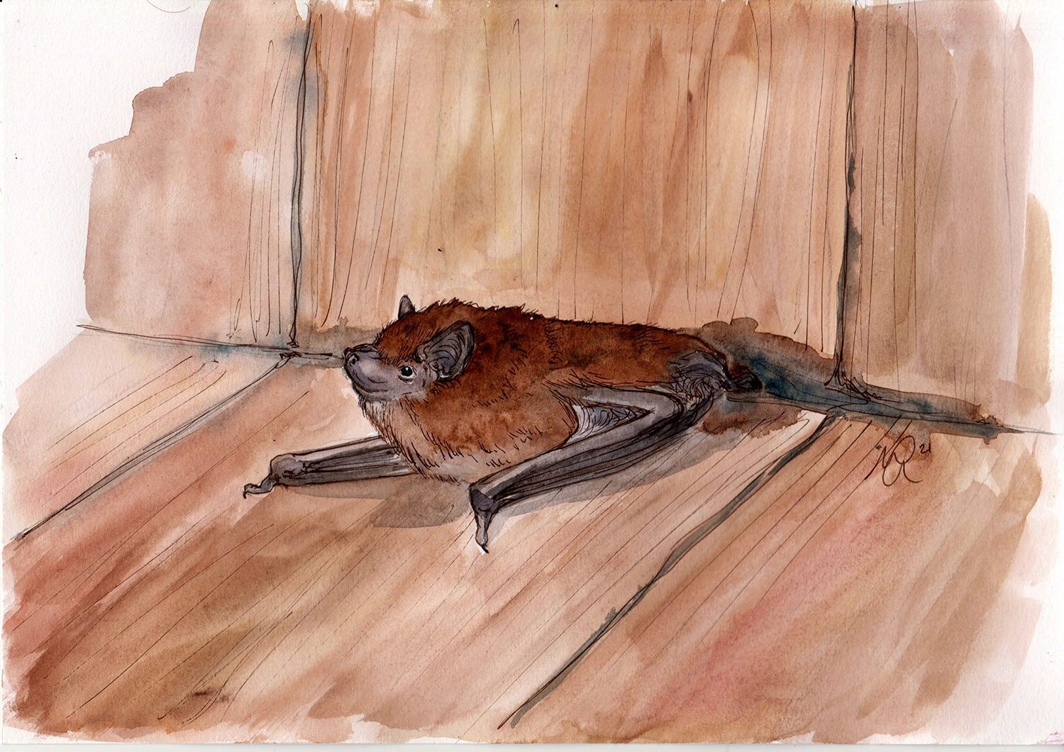 Pipistrelle Illustration By Mary Goddard