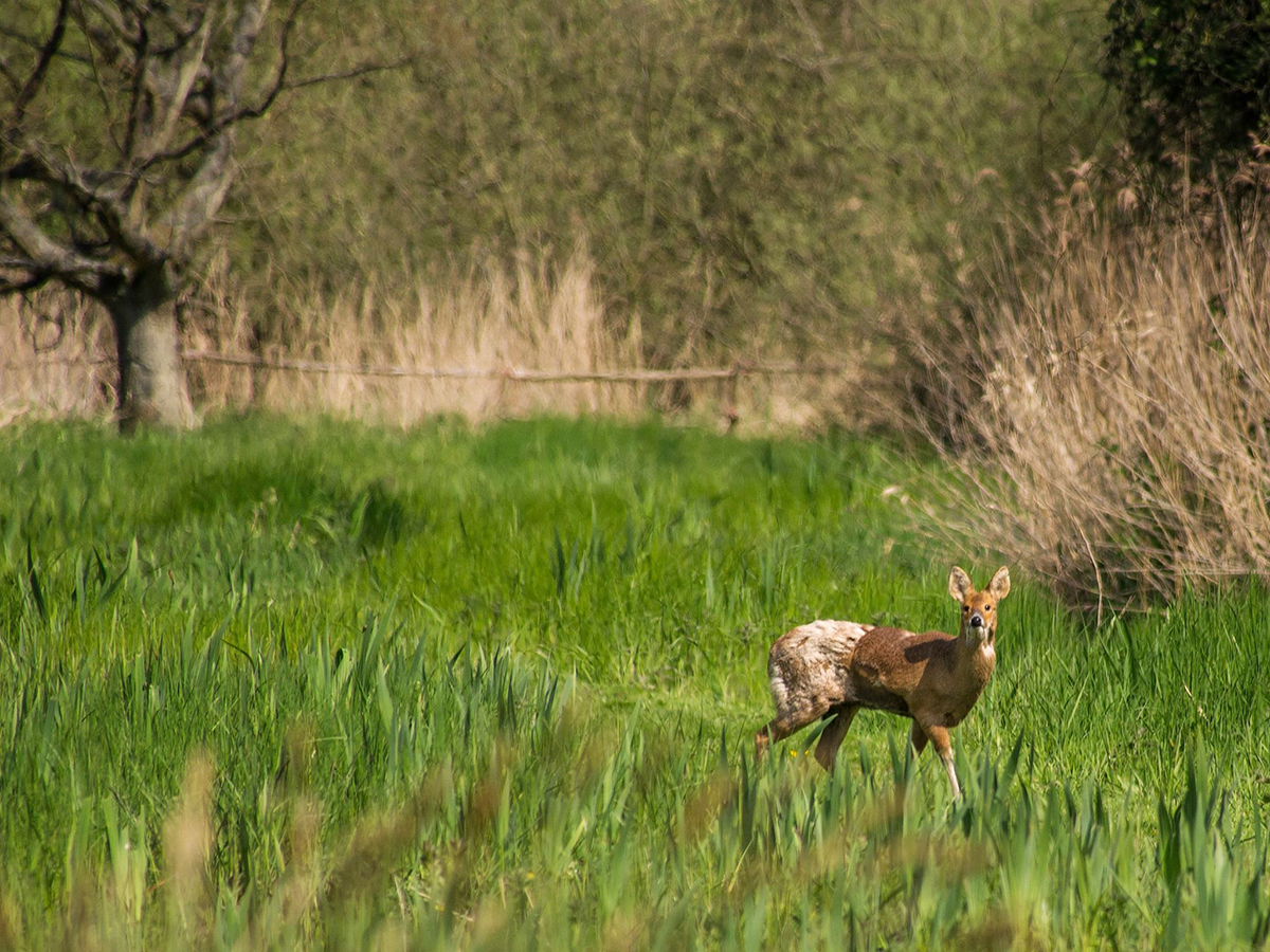 chinese water deer by annie kerridge