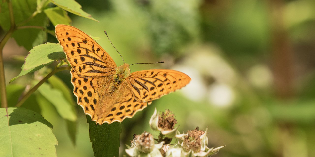 Silver washed fritillary by Ann Kerridge