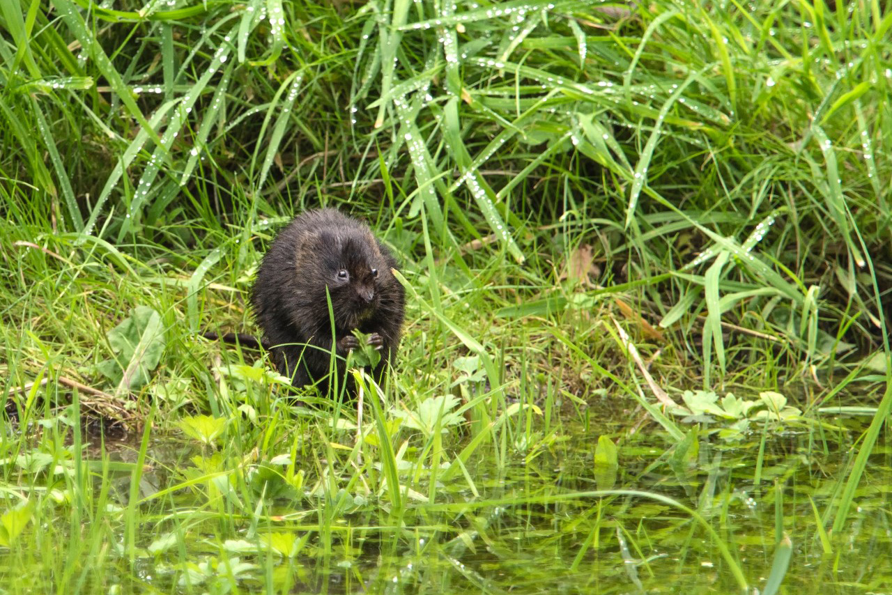 A Wheatfen Watervole, by Annie Kerridge