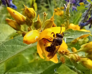 Bee feeding on a Yellow Loosestrife flower
