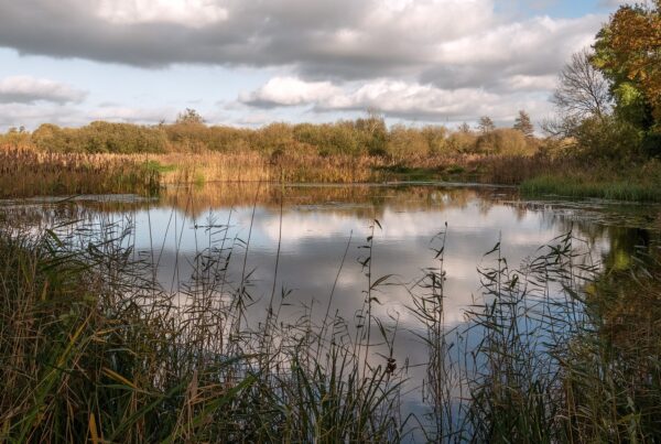 View across the pond by Annie Kerridge