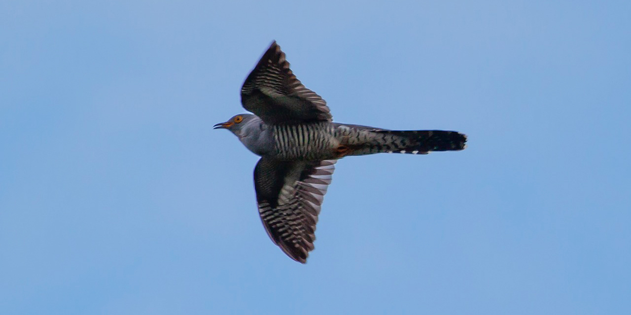 cuckoo in flight