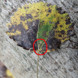 Aspen Dot (Ectoedemia argyropeza) leafmine at Wheatfen (photo by Dave Jones)
