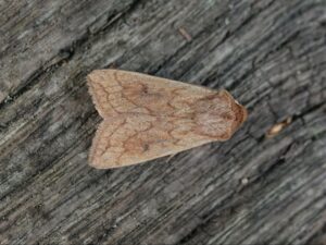 Delicate (Mythimna vitellina) at Wheatfen (photo by Dave Jones)