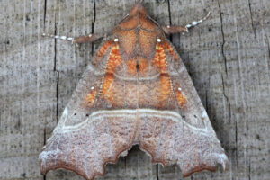 Herald (Scoliopteryx libatrix)(photo by Dave Jones)