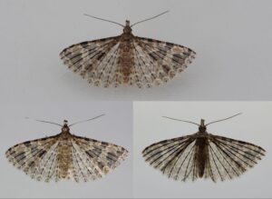 Many-plumed Moth (Alucita hexadactyla) (photo by Dave Jones)