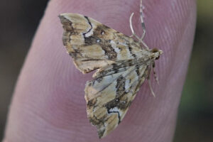 Marbled Fern (Musotima nitidalis) (photo by Dave Jones)