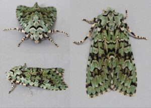 Merveille du Jour (Griposia aprilina)(photo by Dave Jones) 