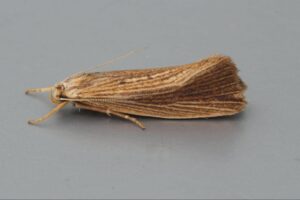 Reed Minor (Orthotelia sparganella) at Wheatfen (photo by Dave Jones)