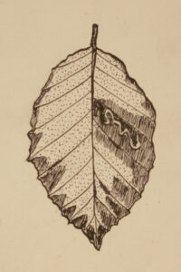 Ted’s illustration of a leaf-mine on Beech (kindly provided by Suzie Hanna). 