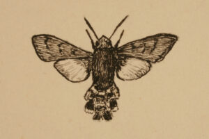 Ted’s illustrations of a Hummingbird hawkmoth