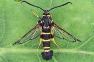 Yellow-legged Clearwing (Synanthedon vespiformis) (photo by Dave Jones)