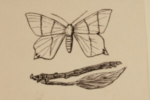 Ted’s illustrations of an adult Brimstone Moth and caterpillar